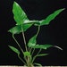 see more listings in the Aquarium Plants section