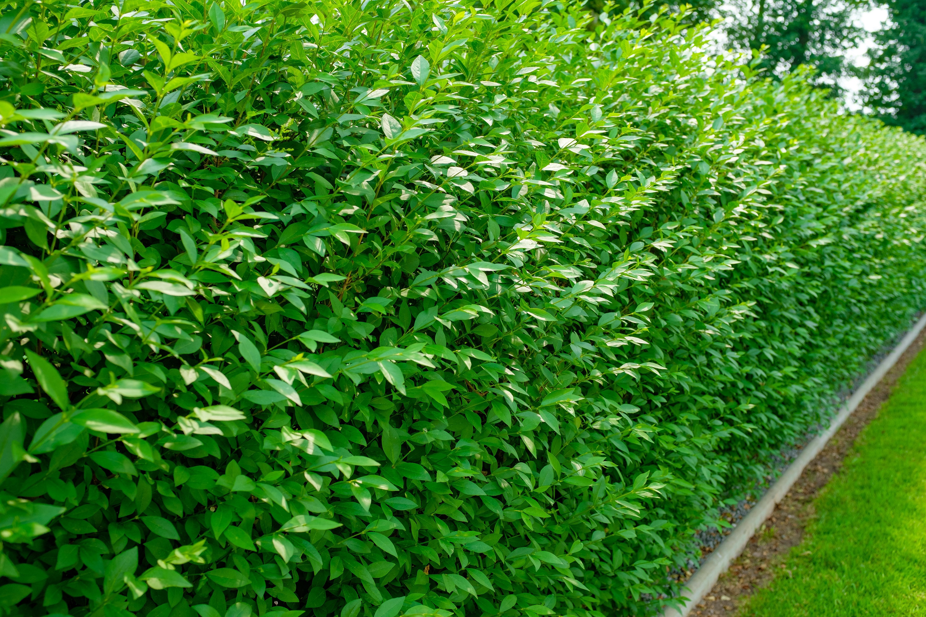 Privet Ligustrum lucidum 10 seeds broad-leaf privet, Chinese 