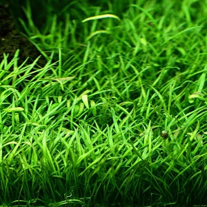 May include: Close-up of vibrant green aquatic plants, likely used in aquariums or terrariums. The image showcases long, slender leaves with a lush, dense appearance, creating a natural, textured backdrop. A dark, earthy element is visible in the background.