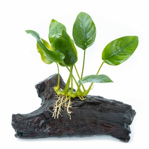 May include: A green aquatic plant with long stems and large, pointed leaves growing from a dark brown piece of driftwood.