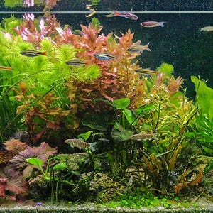 Op de afbeelding: Een zoetwateraquarium met verschillende groene planten, rode planten en kleine vissen die erin zwemmen. Het aquarium is van boven verlicht en het water is helder.