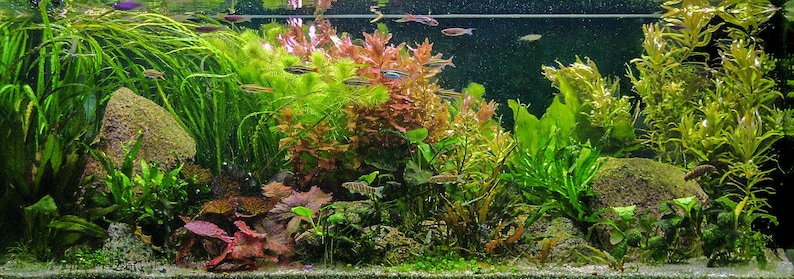 Op de afbeelding: Een zoetwateraquarium met verschillende groene planten, rode planten en kleine vissen die erin zwemmen. Het aquarium is van boven verlicht en het water is helder.