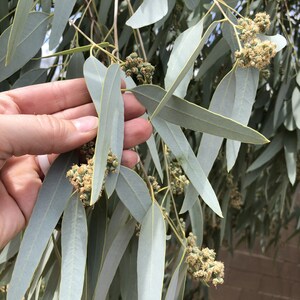 Eucalyptus Leaves 100+ Fresh Picked Home Decoration, Crafts Goods, Natural Remedies, Organic Eucalyptus, Biodegradable Wedding Toss Confetti image 4
