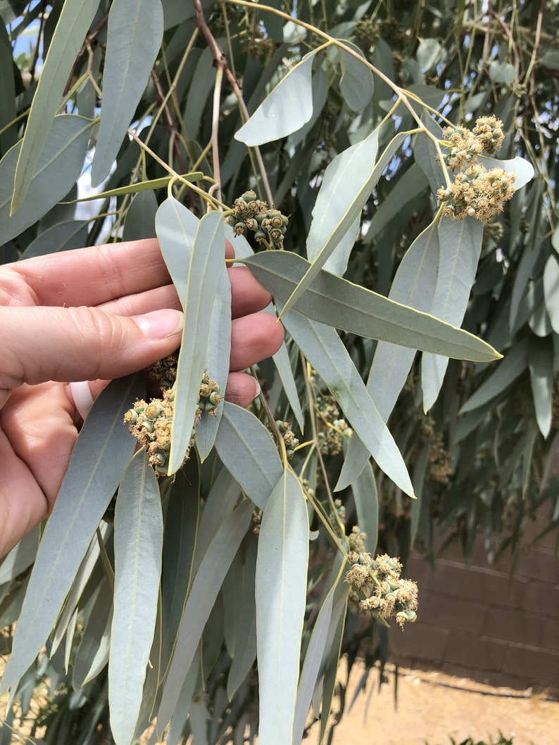 Eucalyptus Leaves 100+ Fresh Picked Home Decoration, Crafts Goods, Natural Remedies, Organic Eucalyptus, Biodegradable Wedding Toss Confetti image 4