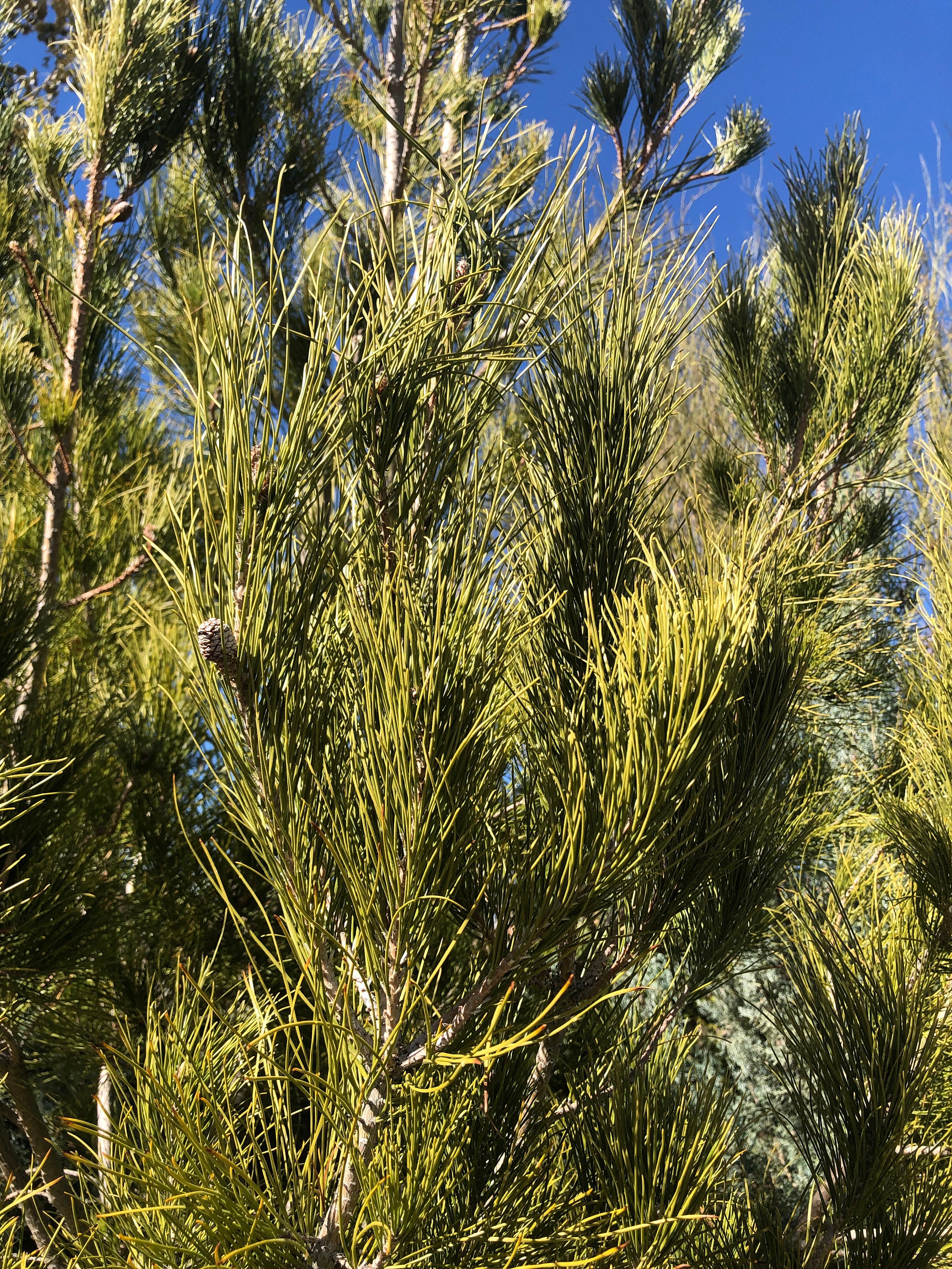 Afghan Pine, Pinus Brutia Var. Eldarica, Eldarica Pine, Desert Pine ...