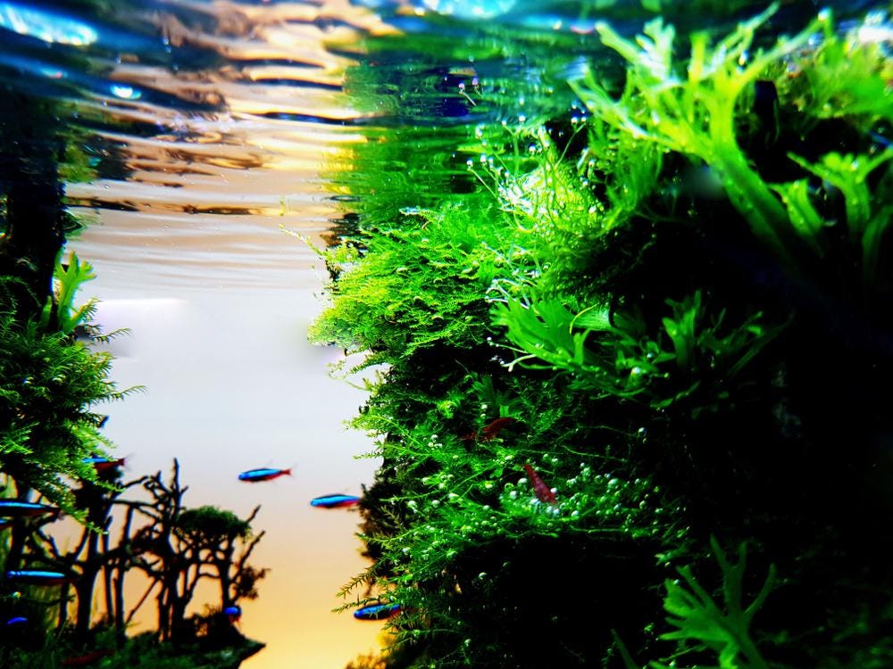 Java Fern Lace Microsorum Pteropus V. Windelov Aquarium Plant 2 Pack - Etsy