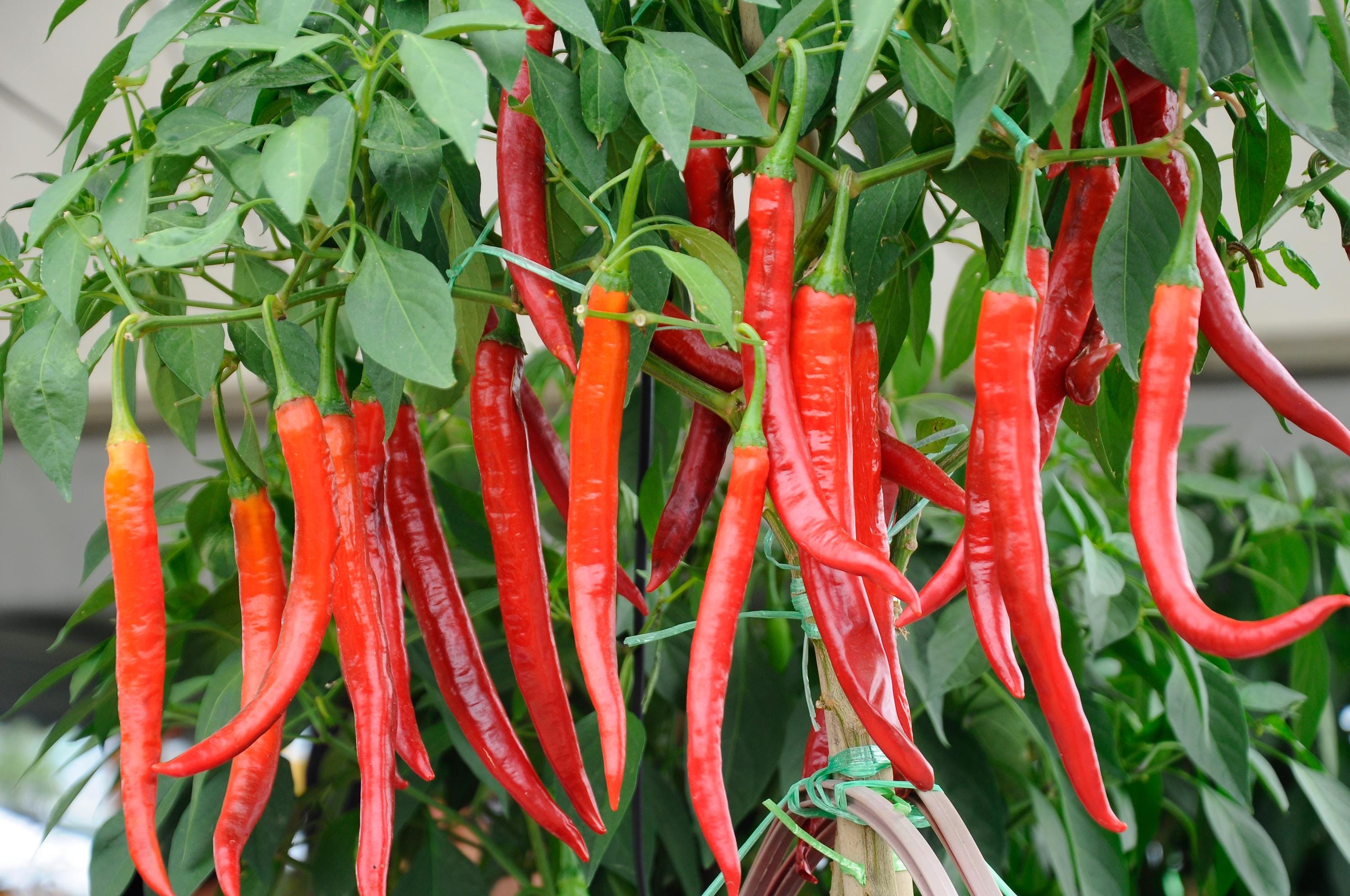 Chili De Arbol, Bird's Beak Chile, Rat's Tail Chile, Pico De Pajaro ...