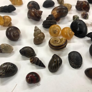 May include: A collection of various snail shells in different colors and patterns, including brown, black, white, and yellow. The shells are arranged on a white surface.