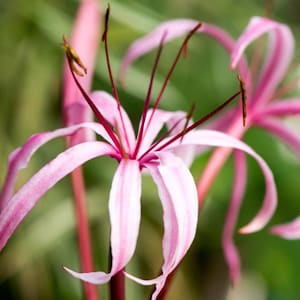 May include: Close-up of a pink flower with red stems. The flower has multiple petals and is in focus, while the background is blurred.