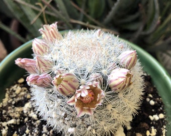 Mammillaria candida or Snowball Cactus