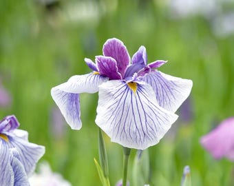 Japanese Iris Winter Hardy Aquatic Pond Marginal Bog Plant 6 pack