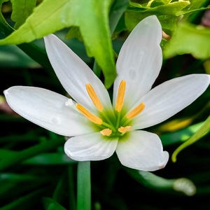 May include: A single white flower with yellow pollen and a green center. The flower is surrounded by green leaves.