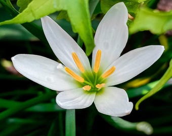 ⚮̈﻿ LILY ⚮̈﻿ Zephyr Lily, Zephyranthes Candida, Rain Lily, Fairy Lily