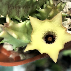 Huernia Thuretti 1 plant Stapelia Starfish flower cactus Succulent