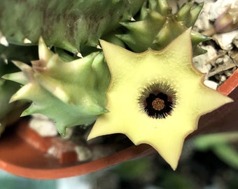 Huernia Thuretti 1 plant Stapelia Starfish flower cactus Succulent