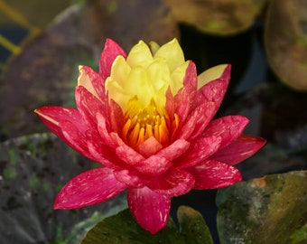 Nymphaea Wanvisa Winter Hardy Lily 3 Pack