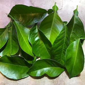 Fresh Organic Bitter Orange Leaves 20 pack