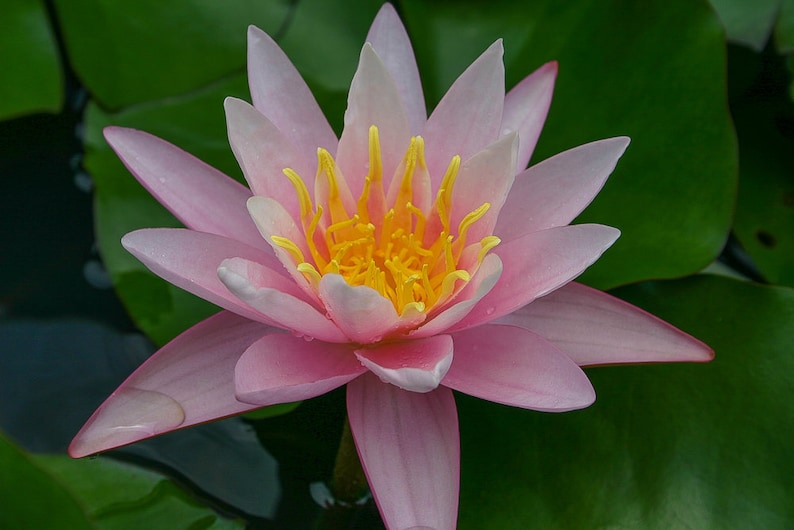 AZ Gardens Winter Hardy Water Lily - Thumbnail 2