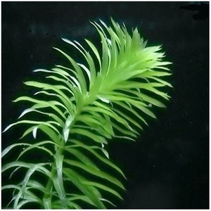 Anacharis Or Egaria Densa Bunched Aquarium Plant 3 bunched pack image 2