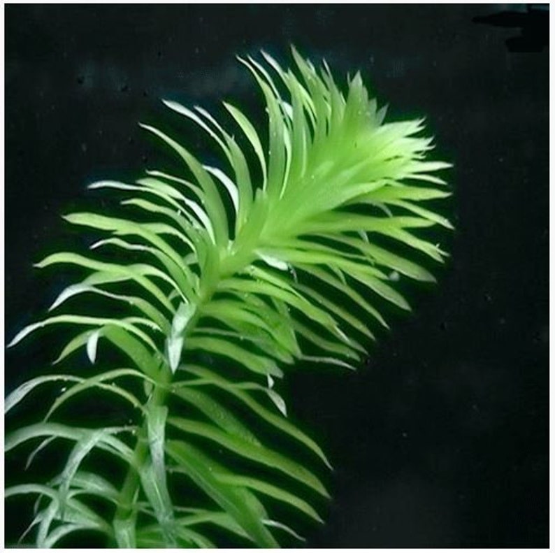 Anacharis Or Egaria Densa Bunched Aquarium Plant 3 bunched pack image 2