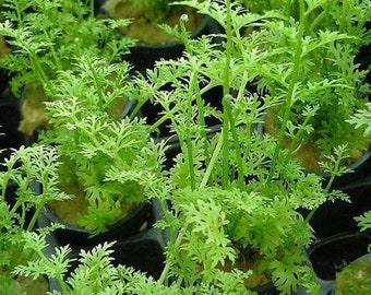 Water Sprite Ceratopteris Thalictroides Aquarium Plant