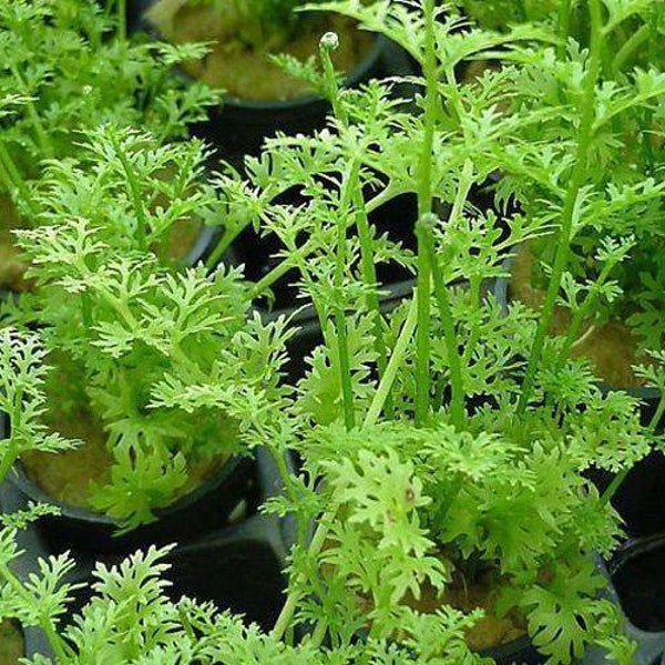 Water Sprite Ceratopteris Thalictroides Aquarium Plant