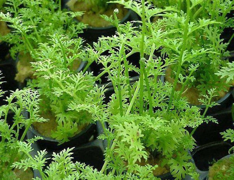 Water Sprite Ceratopteris Thalictroides Aquarium Plant image 1