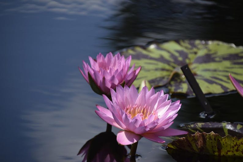 Assorted Grower’s Choice Hardy Water Lily