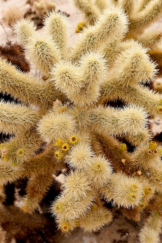 Teddy Bear Cholla Cactus or Cylindropuntia Bigelovii (3 Cuttings) - Etsy