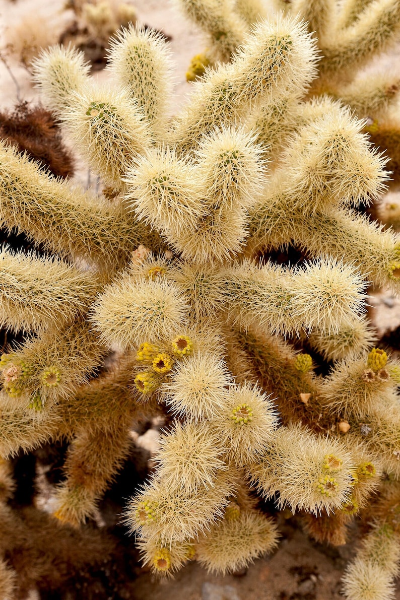 Teddy Bear Cholla Cactus(3 cuttings)