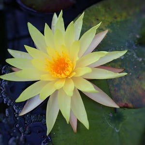 May include: A yellow water lily with a bright yellow center blooms in a pond. The lily pads are green and the water is dark blue.