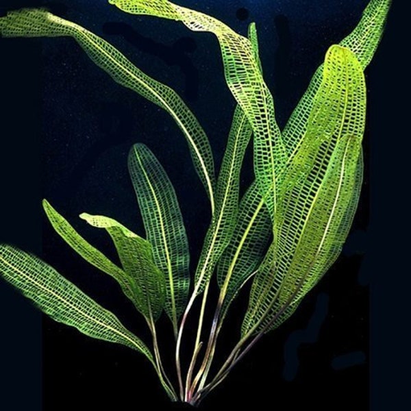 Aponogeton Fenestralis "Madagascar Lace" Aquarium Plant