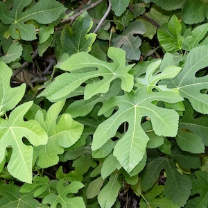 May include: Close-up of a cluster of green fig leaves with deeply lobed edges. The leaves are arranged in a dense, overlapping pattern, creating a textured and organic background.