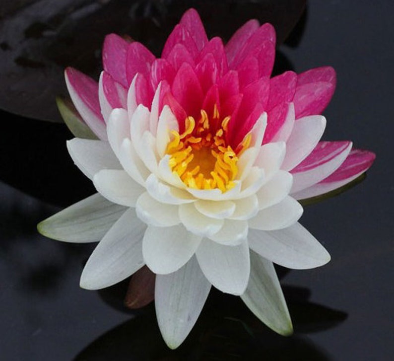 AZ Gardens Water Lily Jakkaphong Nymphaea - Thumbnail 2