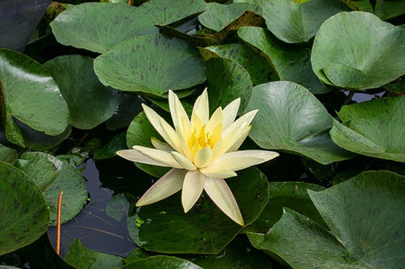 AZ Gardens Texas Dawn Water Lily - Thumbnail 3