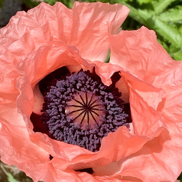 Giant Poppy, Giganteum poppies, Papaver somniferum 'Giganteum', opium poppy, breadseed poppy shades of pink 20 seeds