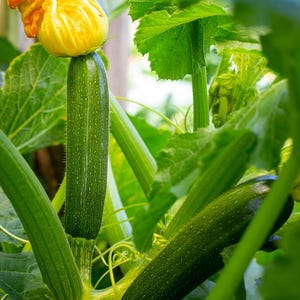 K&ouml;nnte beinhalten: Nahaufnahme einer Zucchini-Pflanze mit zwei gr&uuml;nen Zucchinis, die wachsen. Eine Zucchini ist noch klein und an einer gelben Bl&uuml;te befestigt. Die Pflanze hat gro&szlig;e gr&uuml;ne Bl&auml;tter.