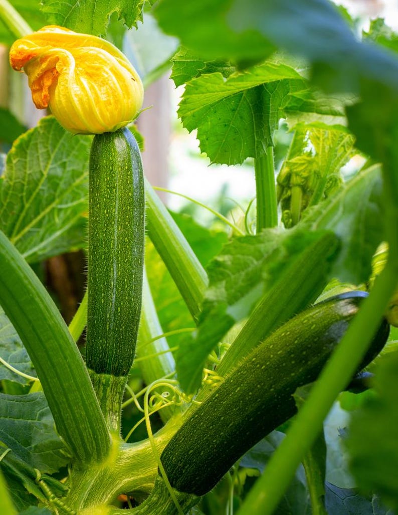 K&ouml;nnte beinhalten: Nahaufnahme einer Zucchini-Pflanze mit zwei gr&uuml;nen Zucchinis, die wachsen. Eine Zucchini ist noch klein und an einer gelben Bl&uuml;te befestigt. Die Pflanze hat gro&szlig;e gr&uuml;ne Bl&auml;tter.