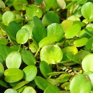 May include: A close-up of a patch of green, round-shaped leaves. The leaves are densely packed together, creating a lush, vibrant texture.