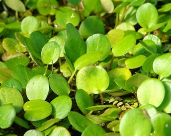 American Frogbit or Limnobium Spongia Freshwater Aquatic Floating Plant for Ponds or Aquariums 3 pack of plants