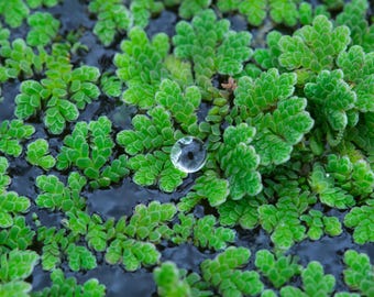 Fairy Moss Azolla or Azolla Caroliniana Floating Aquatic Pond Plant Plant (1 pound bag)