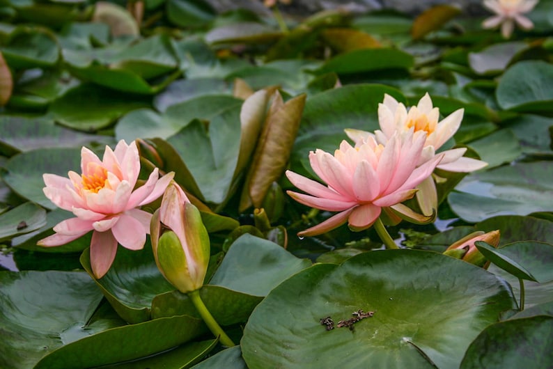 AZ Gardens Nymphaea Patio Joe Water Lily - Thumbnail 3