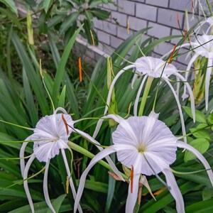Puede incluir: Flores blancas de lirio ara&ntilde;a con p&eacute;talos largos y delgados y follaje verde. Las flores est&aacute;n en flor y tienen una apariencia delicada y elegante.