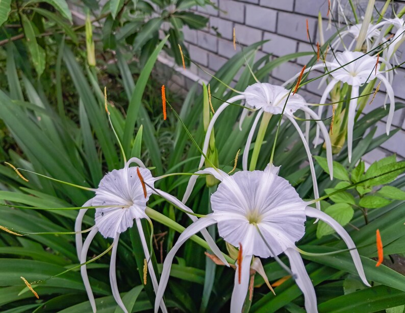 Puede incluir: Flores blancas de lirio ara&ntilde;a con p&eacute;talos largos y delgados y follaje verde. Las flores est&aacute;n en flor y tienen una apariencia delicada y elegante.