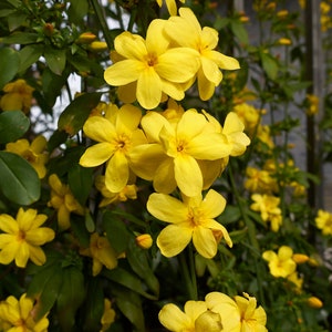 Primrose Jasmine, Chinese Jasmine, Jasminum primulinum, Jasminum mesnyi 6 cuttings 7 each image 4