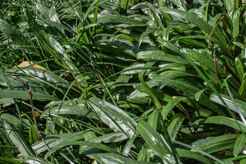 Op de afbeelding: Een close-up van een stukje weelderig groen gras met lange, smalle bladeren. Het gras groeit in een dichte bos, waardoor een textuurrijke en levendige achtergrond ontstaat.