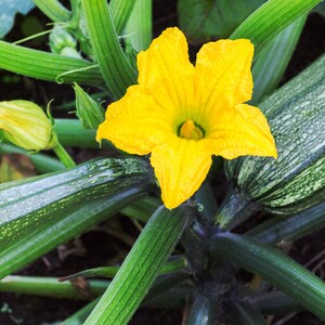 K&ouml;nnte beinhalten: Eine Nahaufnahme einer Zucchini-Pflanze mit einer gro&szlig;en gr&uuml;nen Zucchini und einer leuchtend gelben Bl&uuml;te. Die Pflanze w&auml;chst in einem Garten.