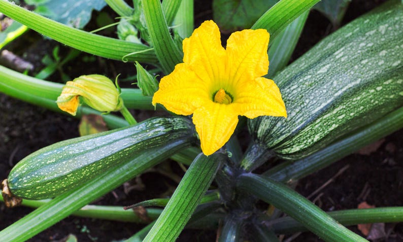 K&ouml;nnte beinhalten: Eine Nahaufnahme einer Zucchini-Pflanze mit einer gro&szlig;en gr&uuml;nen Zucchini und einer leuchtend gelben Bl&uuml;te. Die Pflanze w&auml;chst in einem Garten.