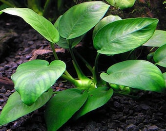 Anubias Barteri Aquarium Plant (per plant)