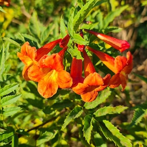 May include: Close-up of orange trumpet vine flowers with green leaves. The flowers are in bloom and have a bright orange color.